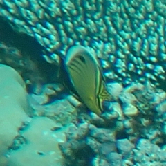 Chaetodon austriacus