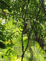 Buteogallus lacernulatus