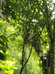 Buteogallus lacernulatus