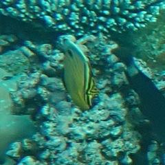 Chaetodon austriacus