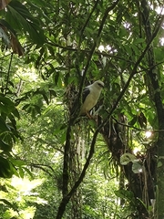 Buteogallus lacernulatus