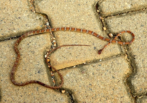 Central American Tree Snake