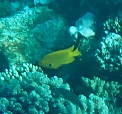 Pomacentrus sulfureus