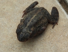 Incilius mazatlanensis