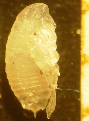 Cat Flea photo 3