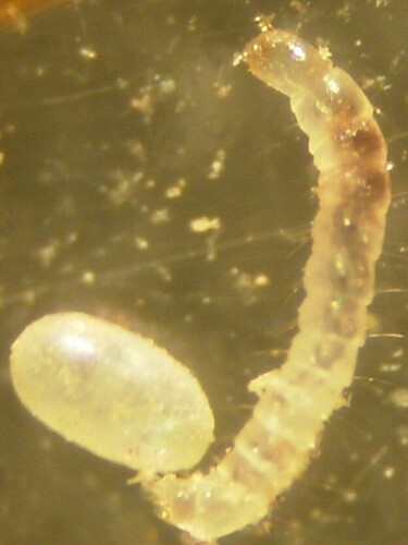 Cat Flea photo 4