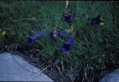 Gentiana clusii