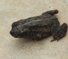 Incilius mazatlanensis