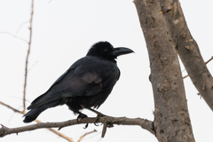 Corvus macrorhynchos culminatus