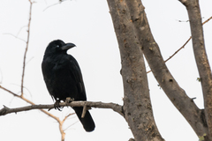 Corvus macrorhynchos culminatus