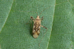Phytocoris dimidiatus