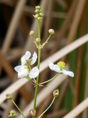 Sagittaria graminea