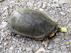 Kinosternon integrum