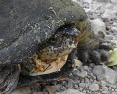 Kinosternon integrum