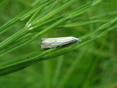 Crambus lathoniellus