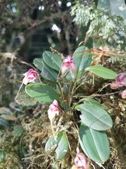 Masdevallia nidifica