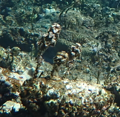 Turbinaria decurrens
