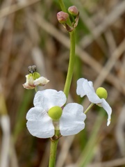 Sagittaria graminea