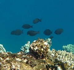 Ctenochaetus striatus