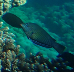 Anampses caeruleopunctatus