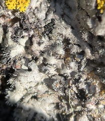 Phaeophyscia hirsuta