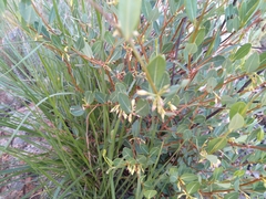 Cryptolepis oblongifolia