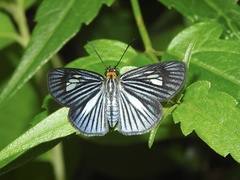 Pythonides lancea