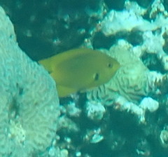 Pomacentrus sulfureus