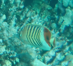 Chaetodon paucifasciatus