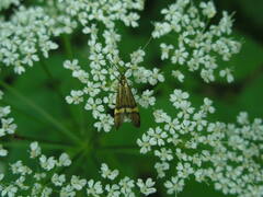 Nemophora