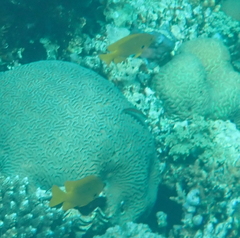 Pomacentrus sulfureus