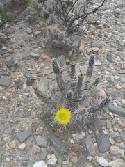Tephrocactus weberi