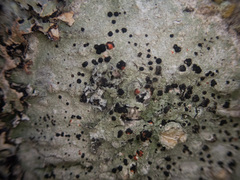 Mycoblastus sanguinarius