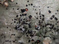 Mycoblastus sanguinarius