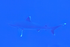 Carcharhinus albimarginatus