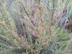 Artemisia afra