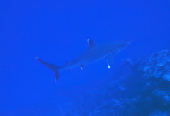 Carcharhinus albimarginatus