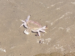 Danielethus crenulatus