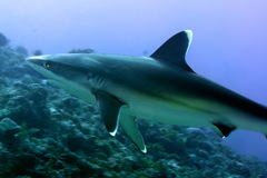 Carcharhinus albimarginatus