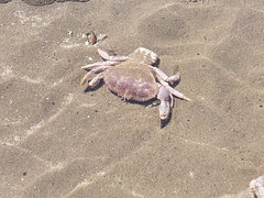 Danielethus crenulatus