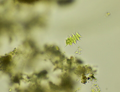 Tetradesmus dimorphus