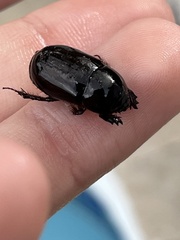 Pentodontini