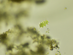 Tetradesmus dimorphus