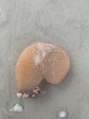 Aplidium stellatum