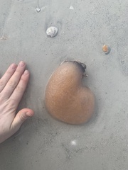 Aplidium stellatum
