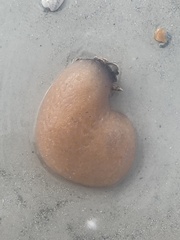 Aplidium stellatum