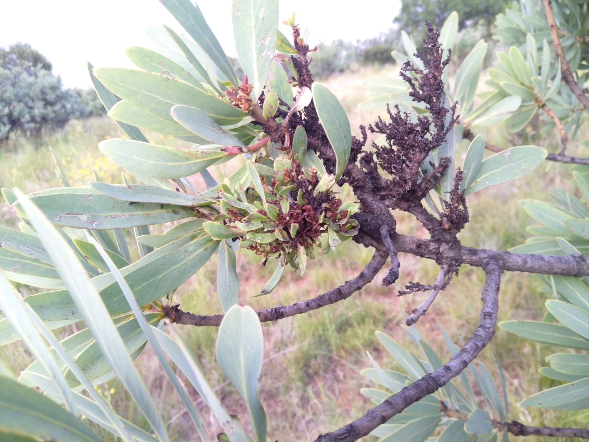 Firmicutes