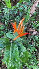 Heliconia psittacorum