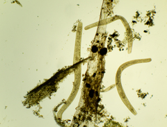 Spirostomum ambiguum