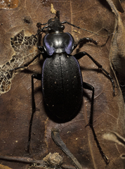 Carabus sylvosus
